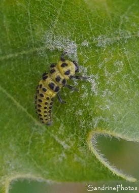 Coccinelle à 22 points, Psyllobora vigintiduopunctata, jaune et noire, Jardin, le Verger, Bouresse, Sud-Vienne, Biodiversité en région Nouvelle-Aquitaine (32)