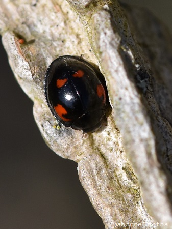 Coccinelle à virgule, Exochomus quadripustulatus, Coccinellidae,Coléoptères, Le Verger, Bouresse (6)