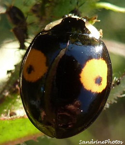 Coccinelle asiatique Harmonia axyridis Multicoloured Asian ladybird, black with a little black spot within a large orange spot-Bouresse, Poitou-Charentes, France SandrinePhotos