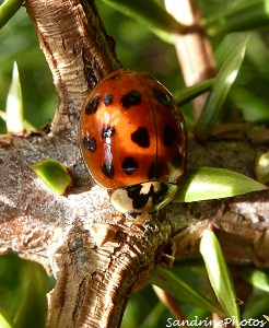 Coccinelle asiatique Harmonia axyridis, élytres oranges avec 19 points noirs -Bouresse, Poitou-Charentes, France