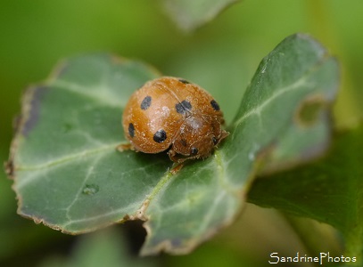 Coccinelle de la Bryone, Epilachna chrysomelina, Insectes, Coccinelle orange, Coléoptère, Jardin, Le Verger, Bouresse 86 (17)