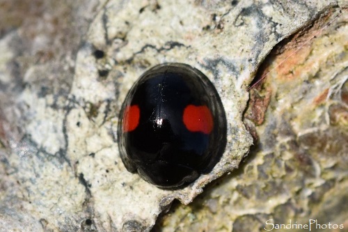 Coccinelle des saules, Chilocorus renipustulatus, Coccinelles, Coléoptères, le Verger, Bouresse Sud Vienne (7)