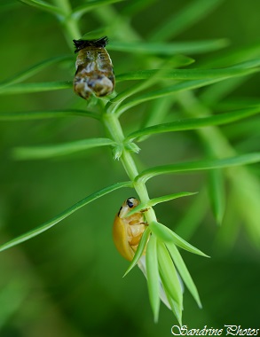 Coccinelle juvénile tout juste sortie de sa mue, Nymphe, Juvenile Ladybird, Insectes, Coléoptères du Poitou-Charentes, Bouresse