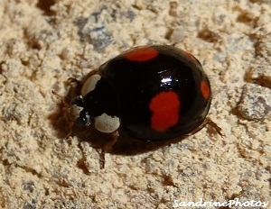 Coccinelle noire à points rouges-Adalia bipunctata Black ladybug with red dots-Coccinellidae-Insectes Bouresse Poitou-Charentes (2)