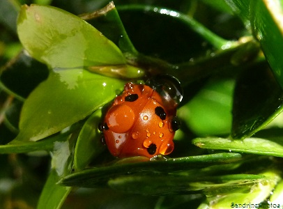 Coccinelle sous la pluie recouverte de gouttes d`eau, cachée dans un buis, Insectes Coléoptères, Ladybird in the rain, hidden in a bush, Nature of France, SandrinePhotos, Bouresse, Poitou-Charentes