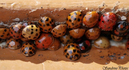 Coccinelles asiatiques qui hivernent entre deux portes, Asian ladybirds, hiding between two old doors, Jardin Bouresse