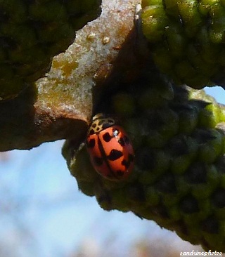 coccinelle à 13 points Hippodamia tredecipunctata (1)