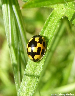 coccinelle à 14 points jaune et noire Propylea quatuordecimpunctata Bouresse Insectes du Poitou-Charentes(1)