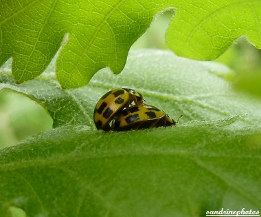 coccinelle à 14 points jaune et noire Propylea quatuordecimpunctata Bouresse Insectes du Poitou-Charentes(2)