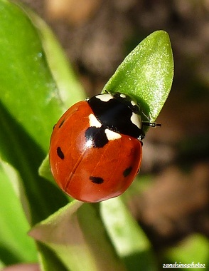 coccinelle à 7 points (1)