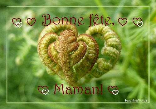 Coeur de fougère, Bonne fête , Maman! Carte de Fête des mères 100 % naturelle, Bouresse, POitou-Charentes, 11 mai 2013 (30)
