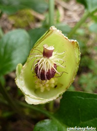 coeur d`arum sauvage grignoté par une limace Fleurs sauvages du Poitou-Charentes Bouresse
