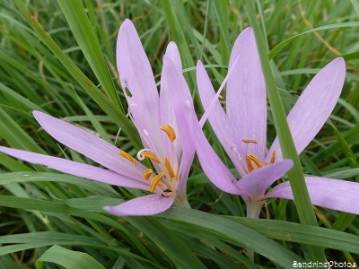 Colchique d`automne, Colchicum autumnale, Liliacés, fleurs sauvages, Bouresse, Poitou-Charentes 2013, SandrinePhotos Esprit Nature (1)