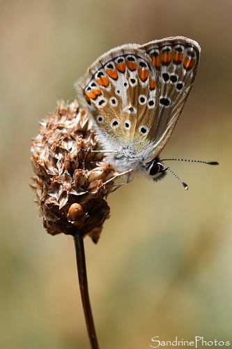 Collier de corail, Papillons de jour, Rougier de Camarès, au départ de Gissac, Aveyron