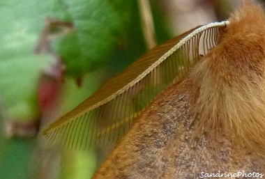 Colotois pennaria, l`himère-plume, Papillon de nuit, Moth, Bouresse, Poitou-Charentes 86