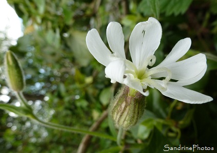 Compagnon blanc, Silene alba, Fleurs sauvages blanches, white wild flowers, Le Verger, Bouresse