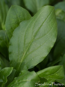 Compagnon rouge, Silène dioque, Silene dioica, Feuille, Queaux La Planchette (4)