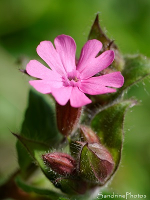 Compagnon rouge, Silène dioque, Silene dioica, Queaux La Planchette (1)