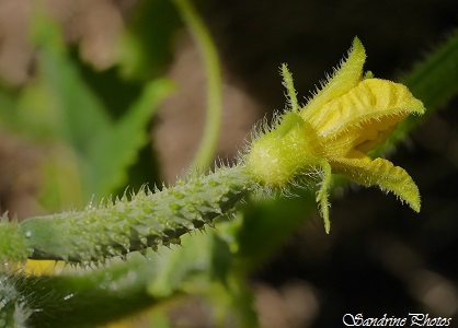 Concombre, Cucumis sativus, Cucumber, Vegetables, Garden, Un petit tour au potager, Jardin, Bouresse (15)