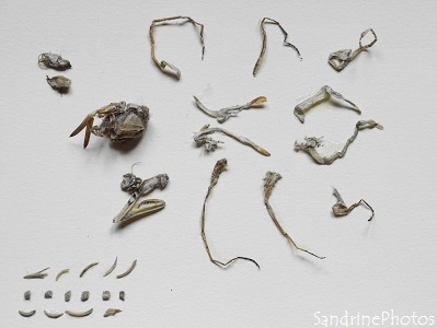 Contenu d`une Pelote de réjection, Mante religieuse, dents et os de rongeurs, dessected pellet with Praying mantis and teeth and bones of wild mice (4)