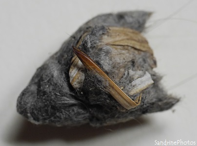 Contenu d`une Pelote de réjection, Mante religieuse, dents et os de rongeurs, dessected pellet with Praying mantis and teeth and bones of wild mice (6)