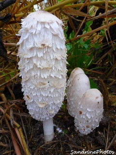 Coprin chevelu- Coprinus comatus, Champignons d`automne, Autumn mushrooms, Bouresse, Poitou-Charentes (5)