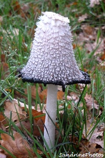 Coprin chevelu, Coprinus comatus, champignons, mushrooms, Bouresse, Poitou-Charentes 86