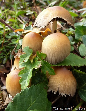 Coprin micacé-Coprinus micaceus, Champignons, Bouresse (2)