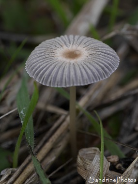 Coprin parasol, Coprin plissé, Parasola plicatilis, Champignons jardin, le Verger, Bouresse, Biodiversité en région Nouvelle-Aquitaine (139)