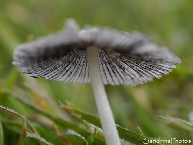 Coprin parasol, Coprin plissé, Parasola plicatilis, Champignons jardin, le Verger, Bouresse, Poitou, Biodiversité en région Nouvelle-Aquitaine (129)