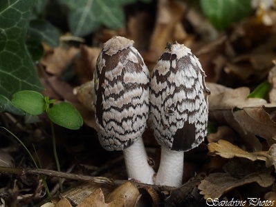 Coprin pie, Champignons noir et blanc vénéneux, Toxic black and white mushrooms, Bouresse, Poitou-Charentes, France (2)