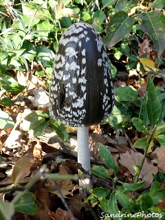 Coprin pie, Coprinus picaceus - La Croix Curé Bouresse, Poitou-Charentes