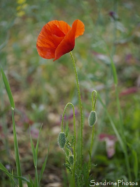 Coquelicot, Fleurs sauvages rouges, red wild flowers, Le Verger, Bouresse