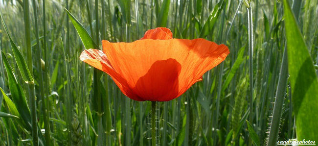 Coquelicot dans un champ de blé autour de la Dive Bouresse Poitou-Charentes