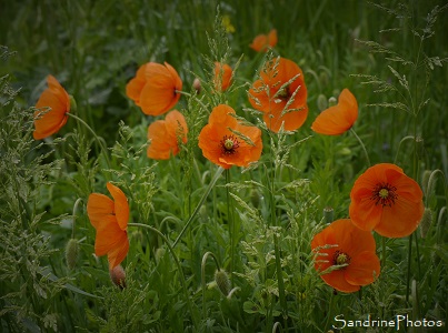 Coquelicots, Poppies, Fleurs sauvages rouges, red wild flowers, Jardin, Le Verger, Bouresse 86 (8)
