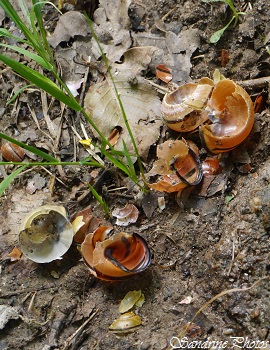 Coquilles d`escargots cassés par une grive musicienne, Turdus philomelos, broken snails on a stone, restes de repas d`un oiseau, Sur la piste des animaux sauvages, on wild life tracks (7)