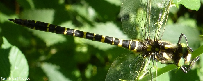 Cordulégastre annelé, Cordulegaster boltonii, Grande libellule noire er jaune aux yeux verts, Dragonflies, Autour du gîte de Brandérion Morbihan, Bretagne   (9)