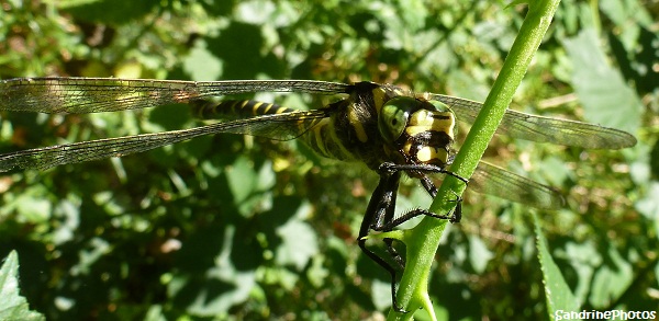 Cordulégastre annelé, Cordulegaster boltonii, Grande libellule noire er jaune aux yeux verts, Dragonflies, Autour du gîte de Brandérion Morbihan SandrinePhotos