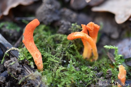 Cordyceps militaris, ascomycètes, Champignons oranges qui parasitent des chenilles, chrysalides, La Planchette, Queaux , Sud Vienne (1)