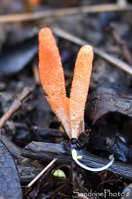 Cordyceps militaris, ascomycètes, Champignons oranges qui parasitent des chenilles, chrysalides, La Planchette, Queaux , Sud Vienne (3)
