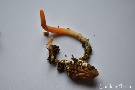 Cordyceps militaris, ascomycètes, Champignons oranges qui parasitent des chenilles, chrysalides, La Planchette, Queaux , Sud Vienne (4)