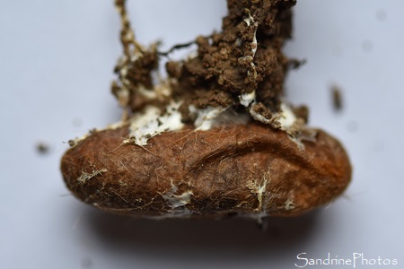 Cordyceps militaris, ascomycètes, Champignons oranges qui parasitent des chenilles, chrysalides, La Planchette, Queaux , Sud Vienne (5)