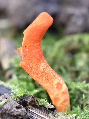 Cordyceps militaris, ascomycètes, Champignons oranges qui parasitent des chenilles, chrysalides, La Planchette, Queaux , Sud Vienne (6)