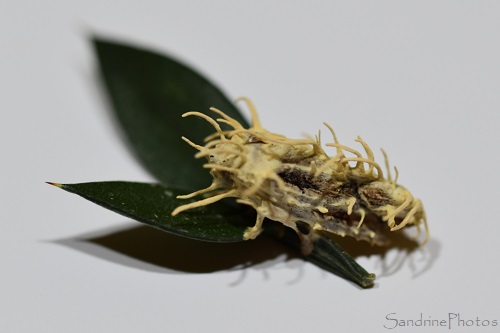 Cordyceps tuberculata, Papillon de nuit parasité par un champignon sur fragon petit-houx, l`Huilerie, Queaux Sud Vienne 86(22)