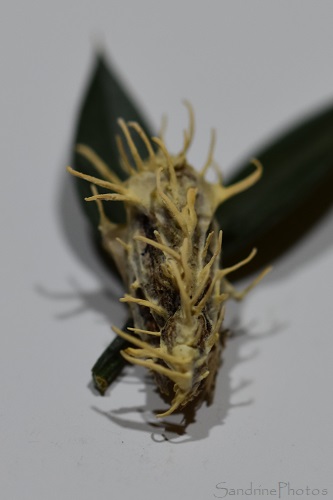 Cordyceps tuberculata, Papillon de nuit parasité par un champignon sur fragon petit-houx, l`Huilerie, Queaux Sud-Vienne 86(23)