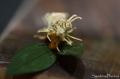 Cordyceps tuberculata, Papillon de nuit parasité par un champignon sur fragon petit-houx, l`Huilerie, Queaux Sud-Vienne 86