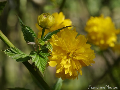 Corête du Japon, Kerria japonica, Arbuste du Jardin maison, Bouresse (2)