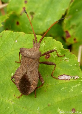 Coreus marginatus, Punaise marron, Coréidés, Hémiptères, Insectes, Bouresse, Poitou-Charentes, Septembre 2013 (6)