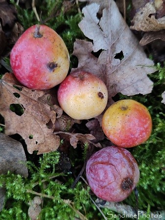 Cormier, Cormus domestica, Sorbus domestica, Arbres, l`Huilerie, Queaux 86 (9)