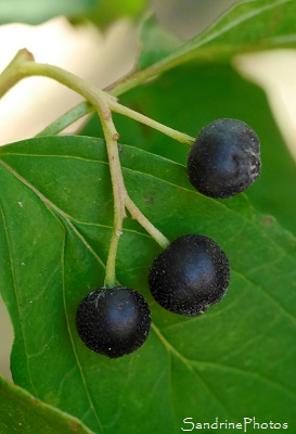 Cornouiller sanguin, Cornus sanguinea, Baies noires, Arbres et arbustes du Poitou-Charentes, Nouvelle-Aquitaine, (25)